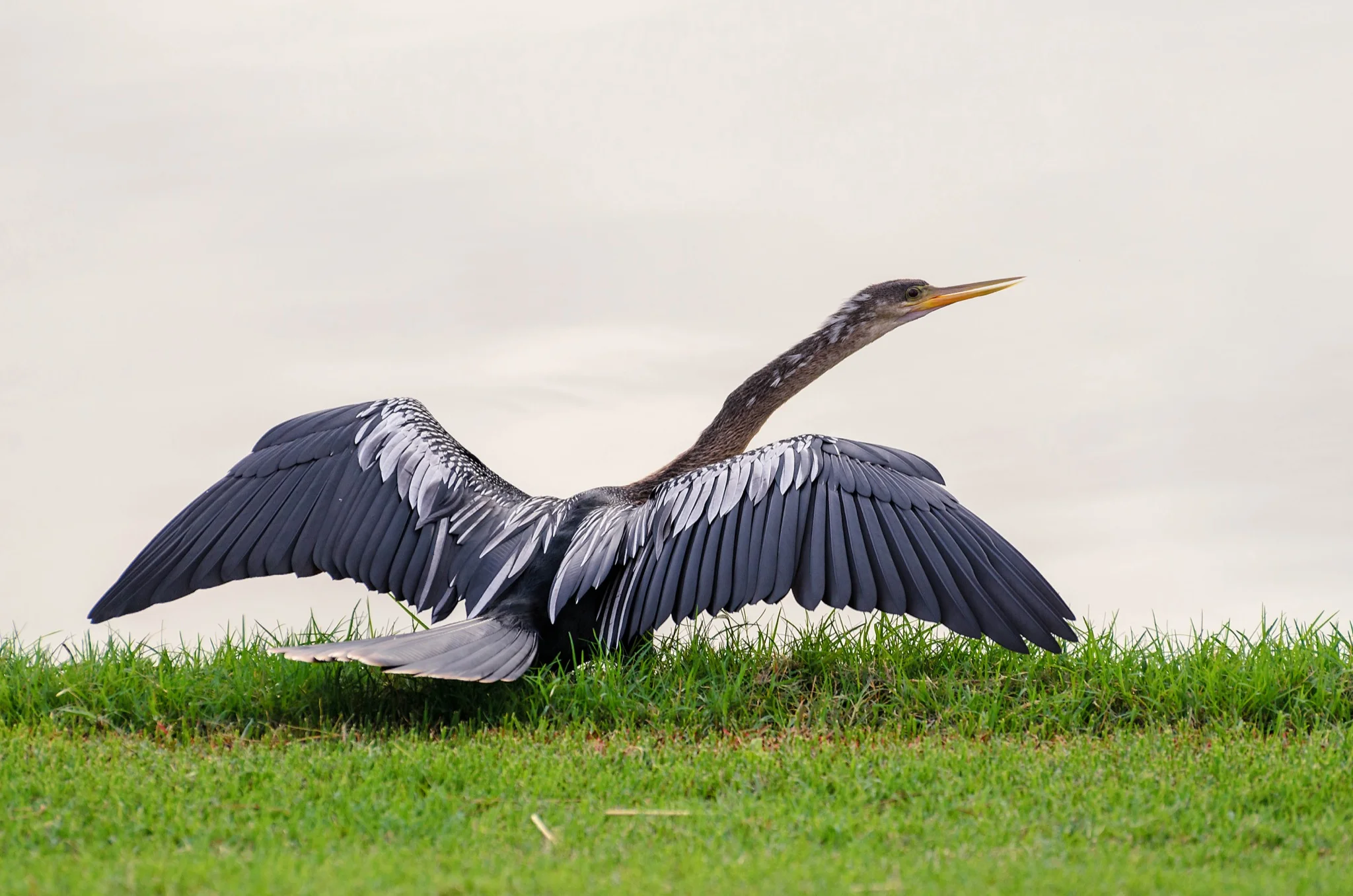 Anhinga