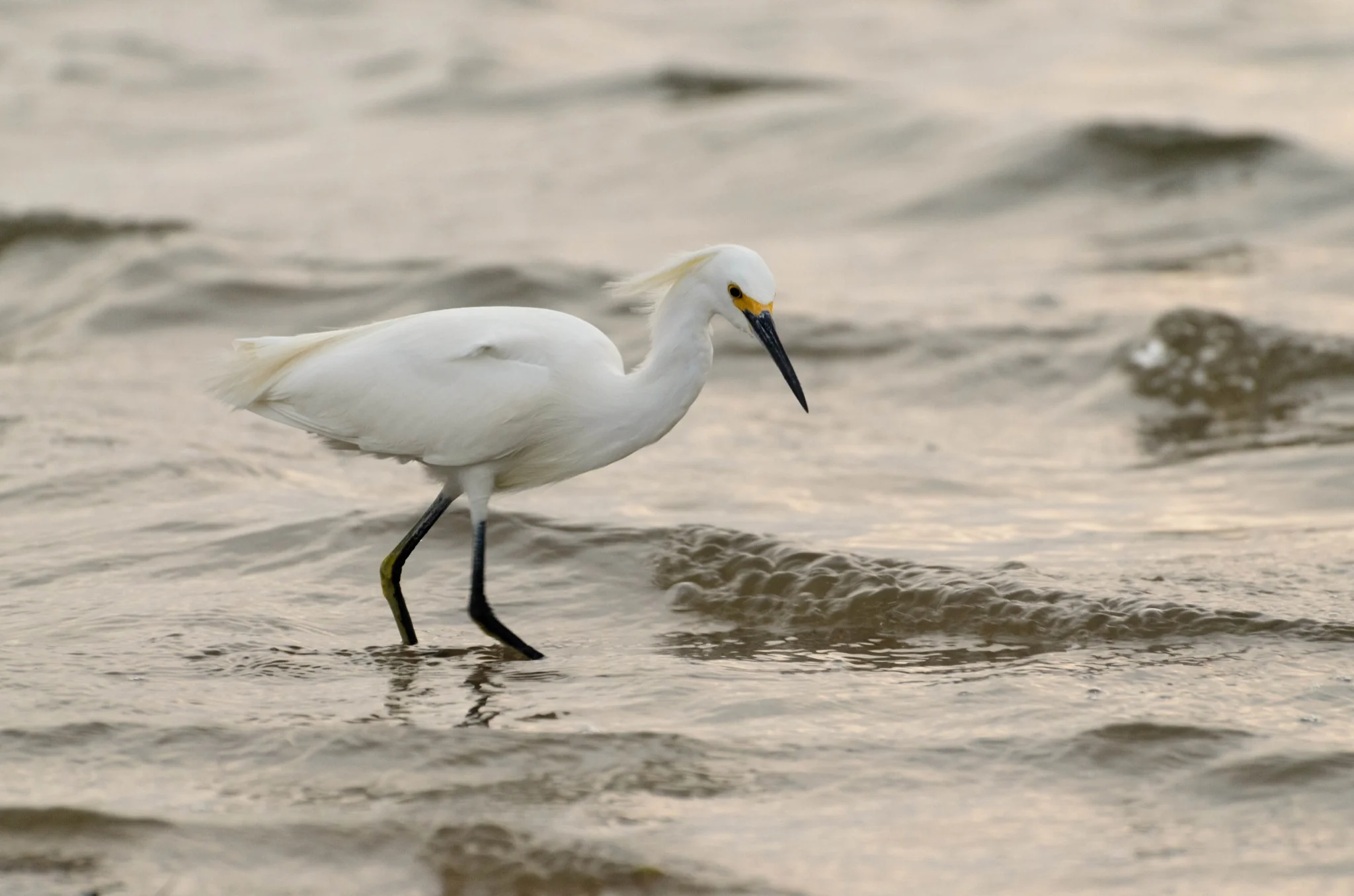 Egret