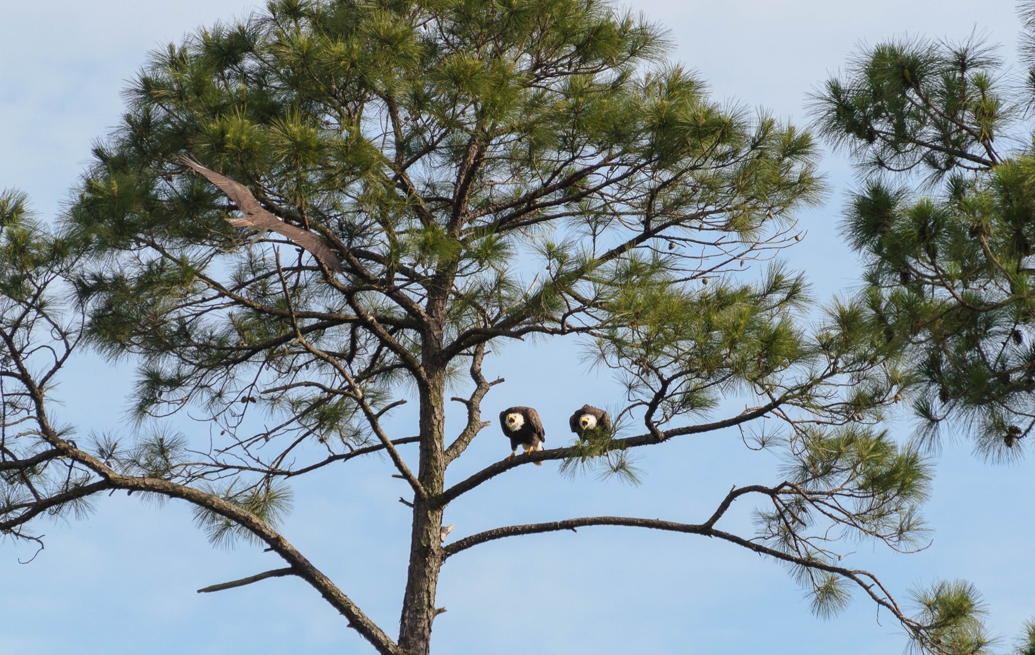 Screaming Eagles