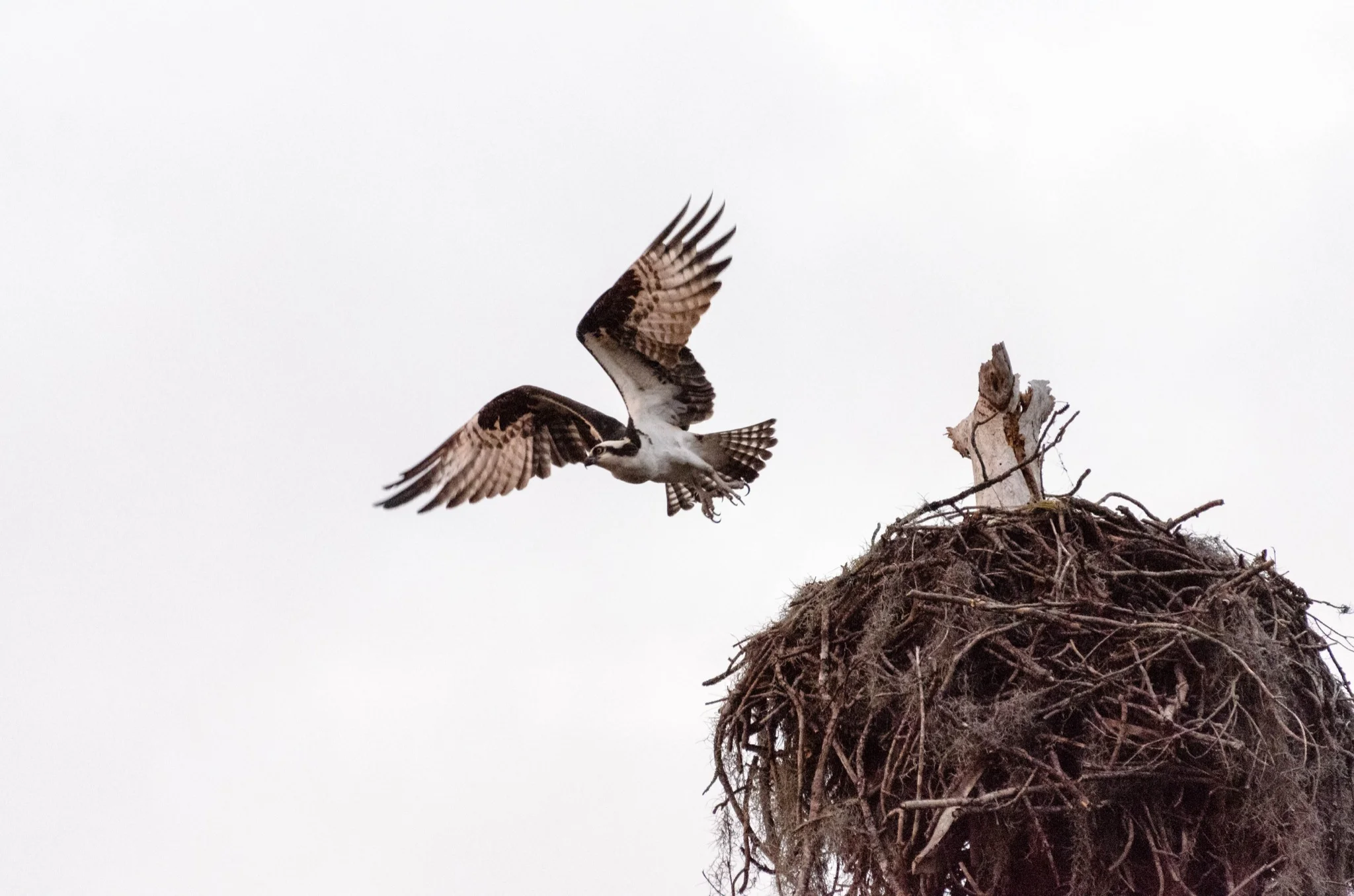 Osprey