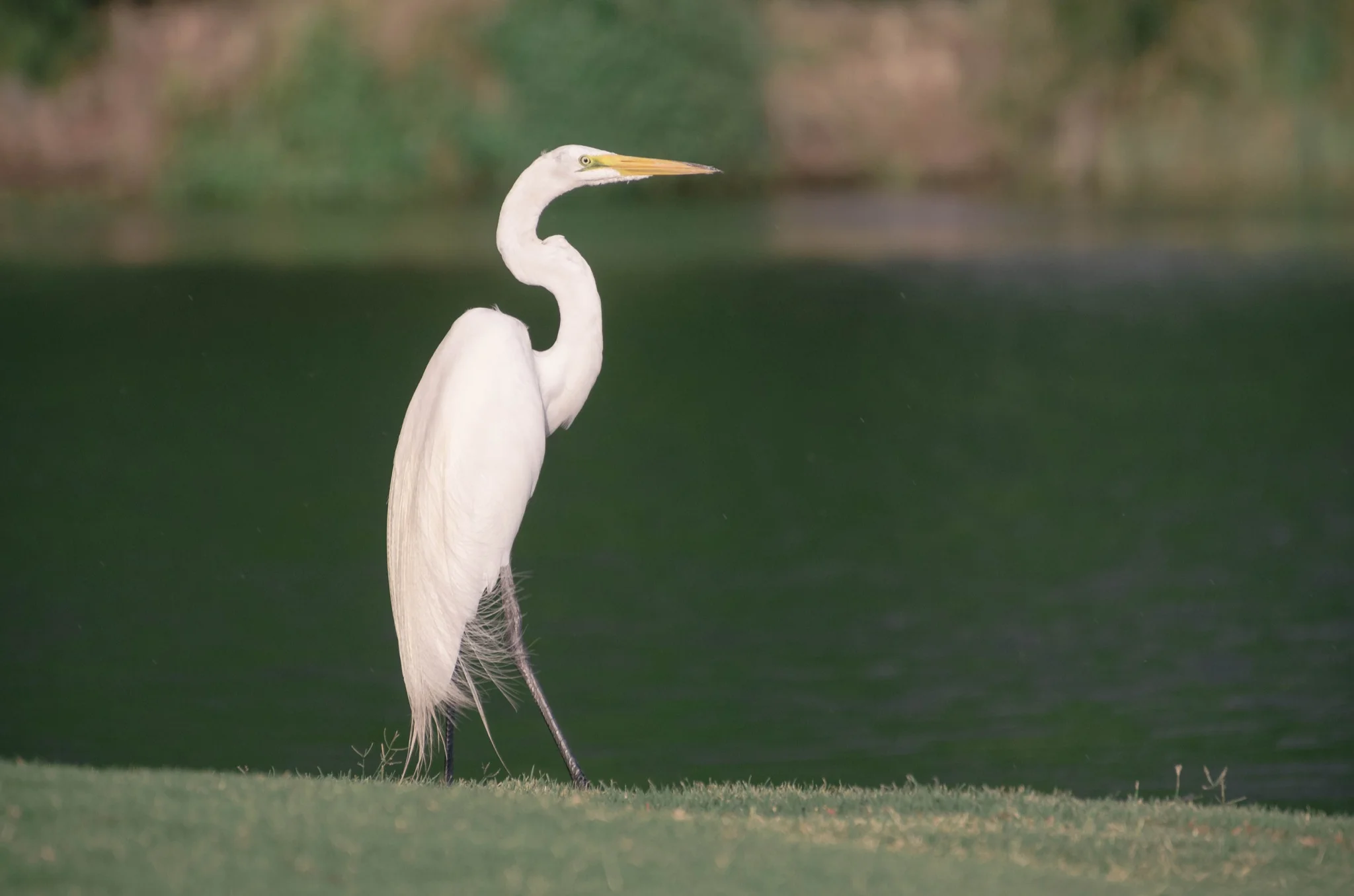 Egret in the rain