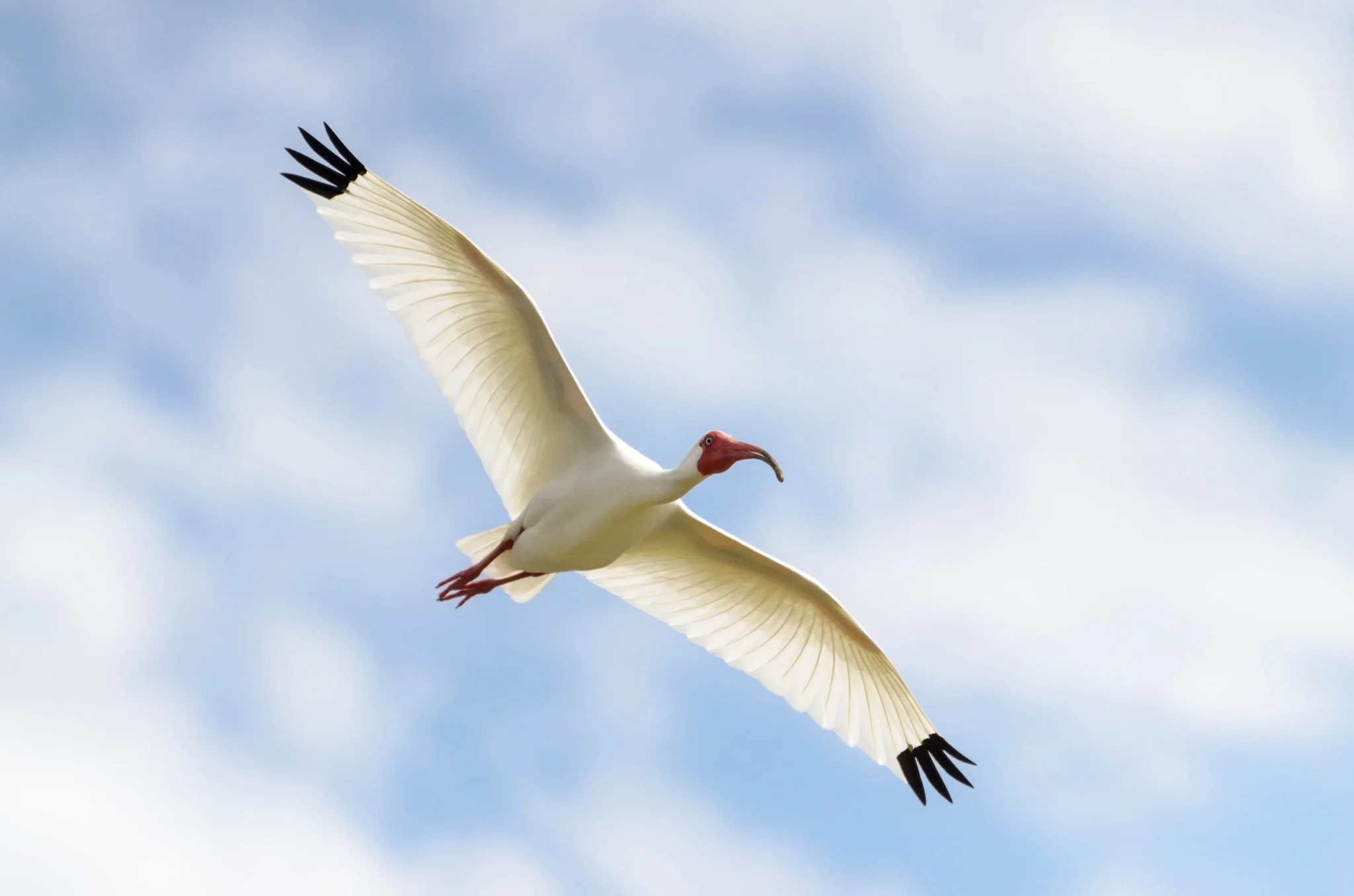 Soaring Ibis