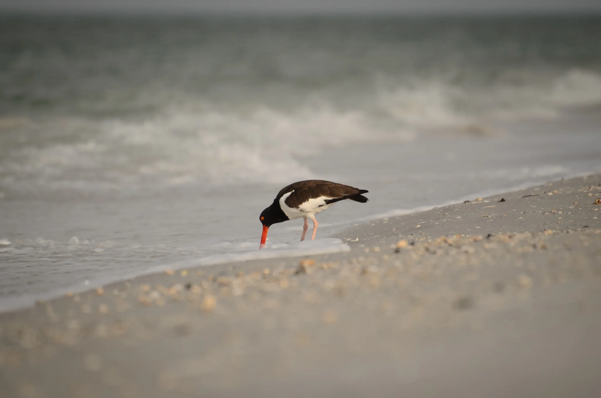 Oystercatcher