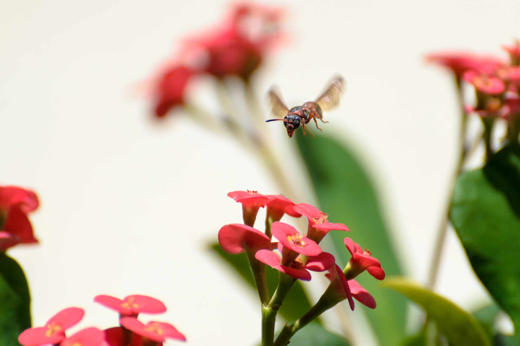 Wasp