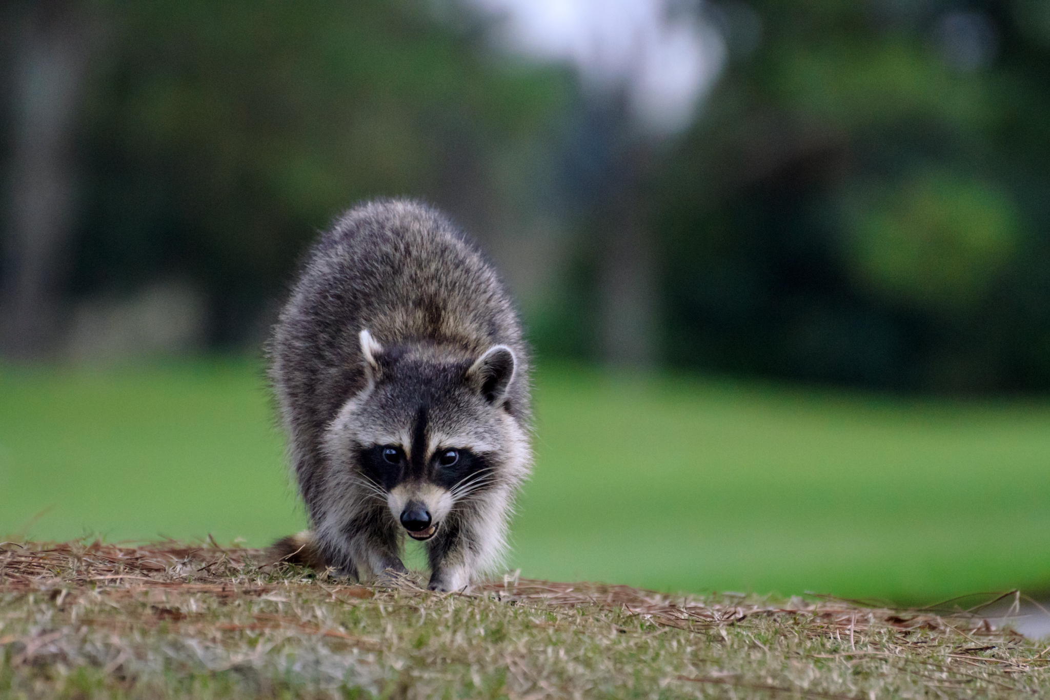 Raccoon