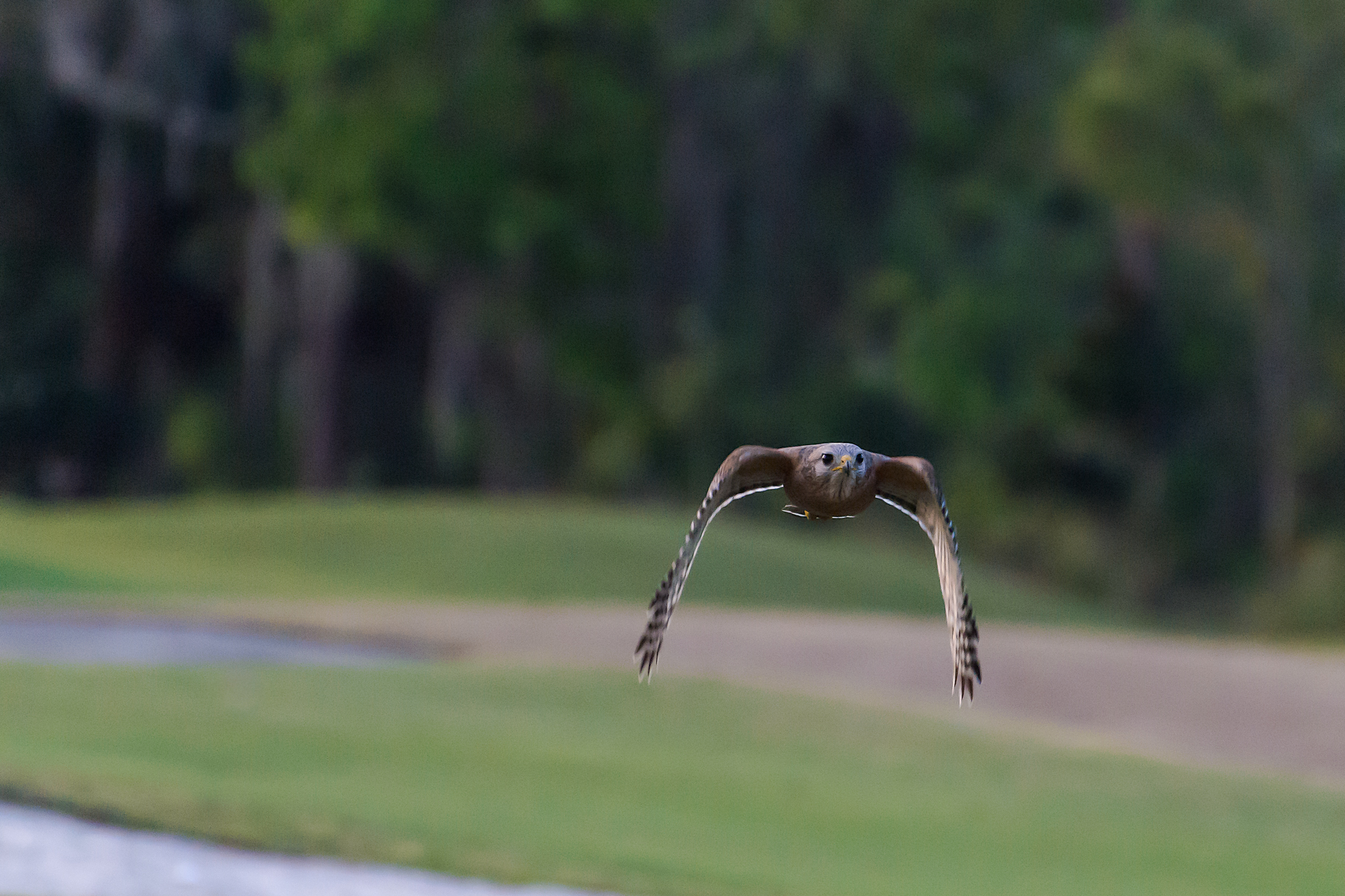 Red Shouldered Hawk in Flight