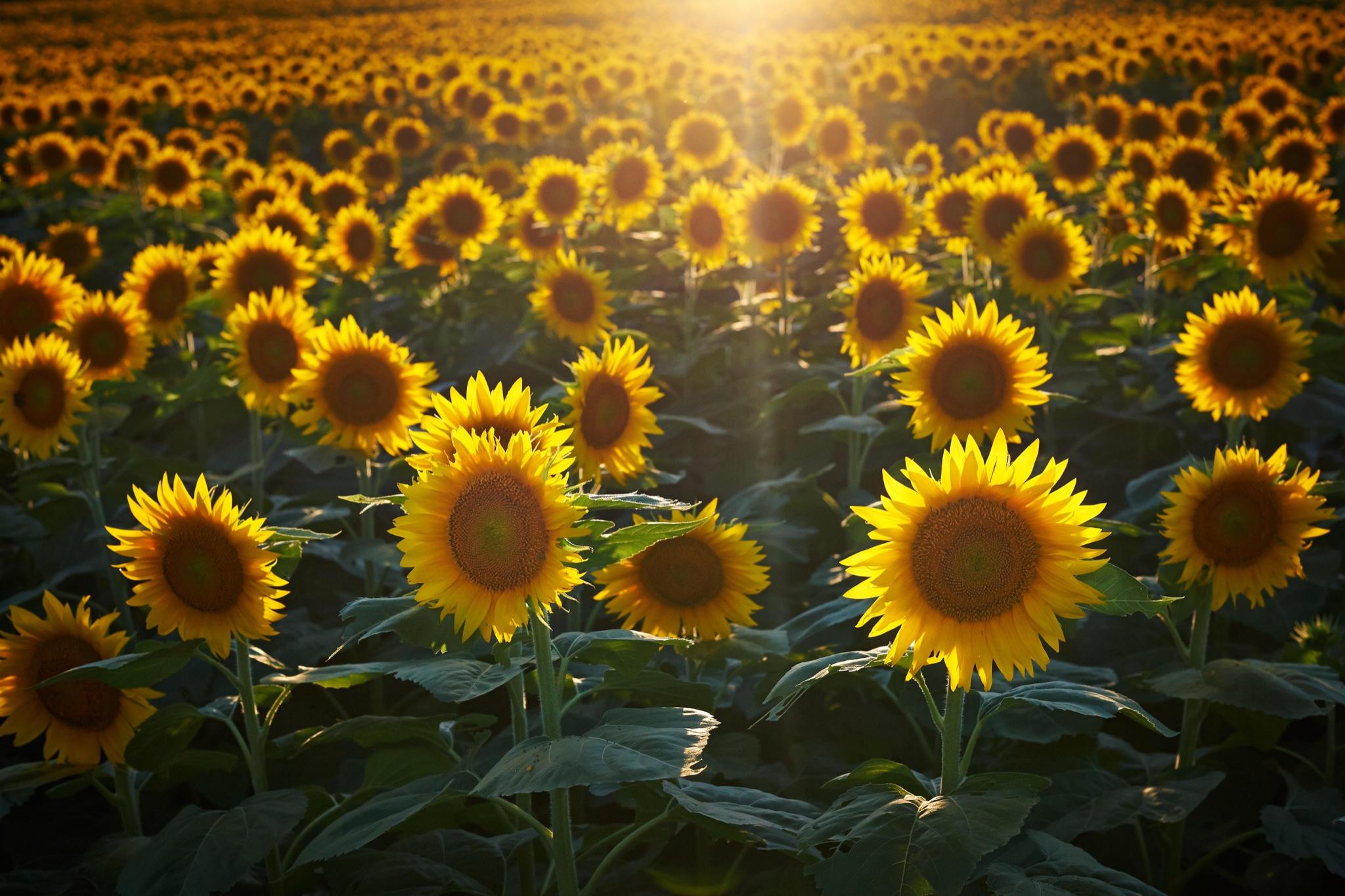 Sep 02 2014_Grinter Farms_3002563_0564.jpg