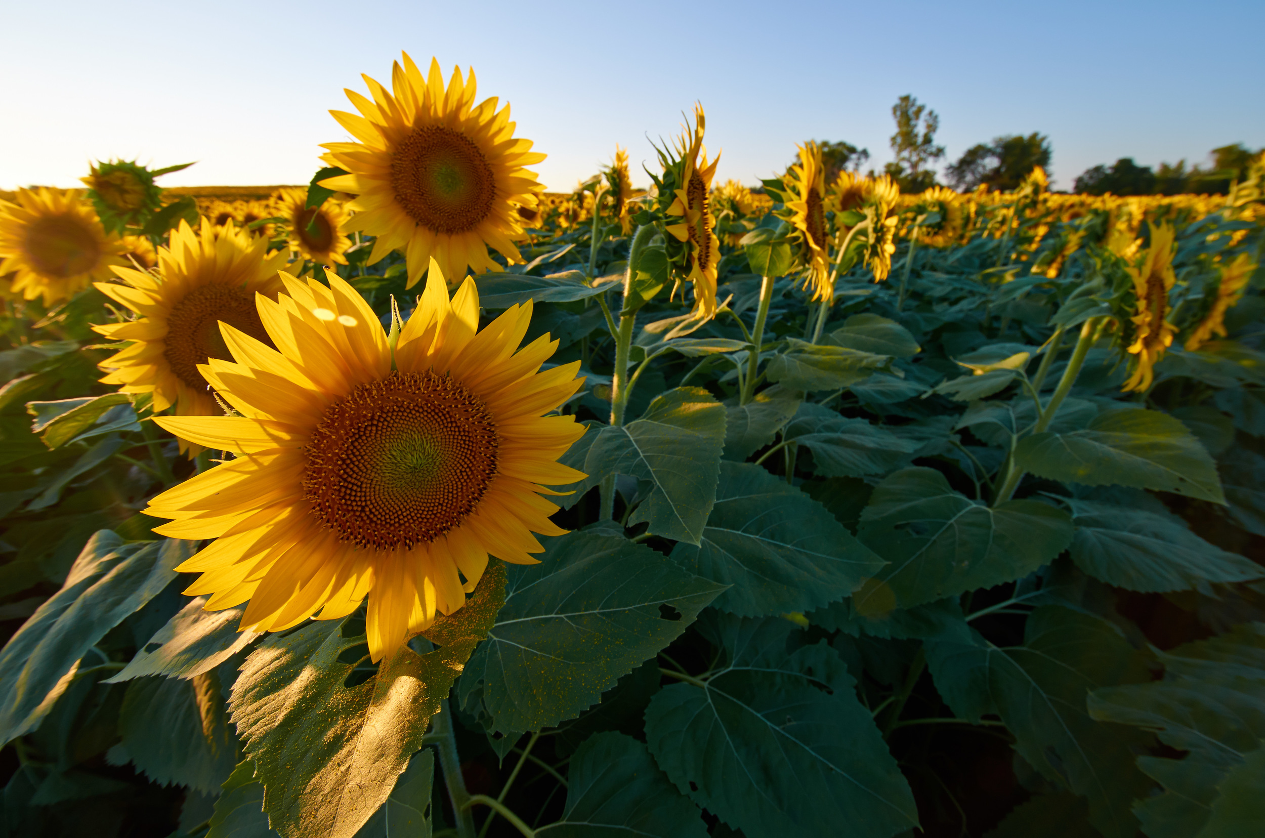 Sep 02 2014_Grinter Farms_3193070_0152.jpg