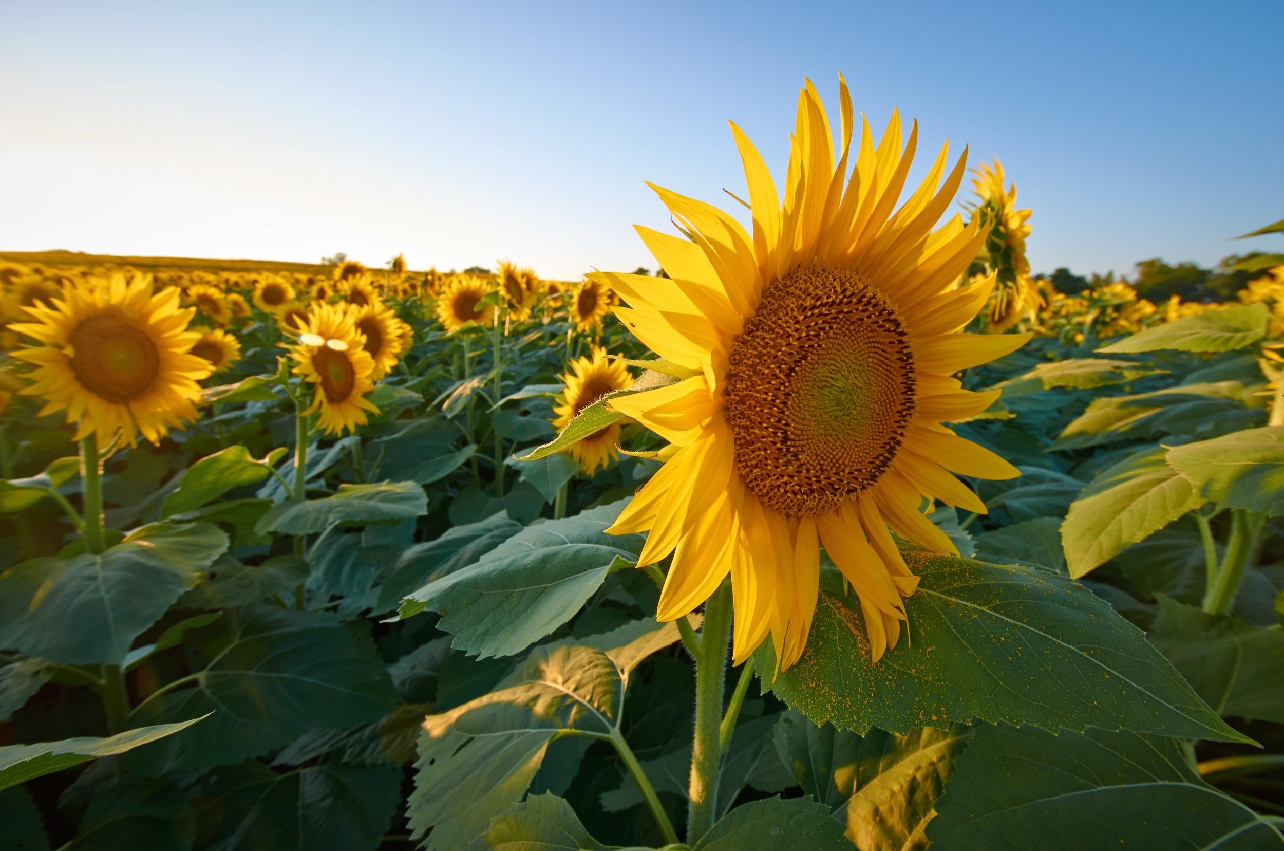 Sep 02 2014_Grinter Farms_3193070_0162.jpg