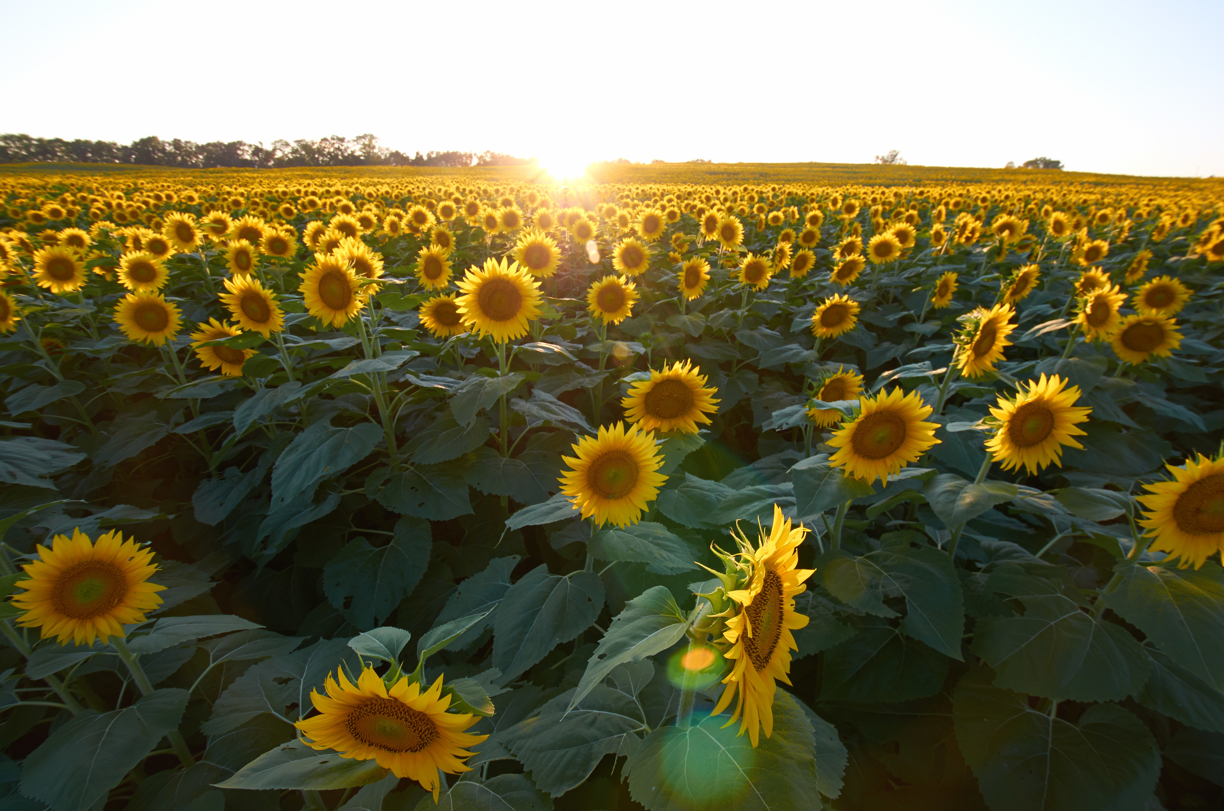 Sep 02 2014_Grinter Farms_3193070_0176.jpg