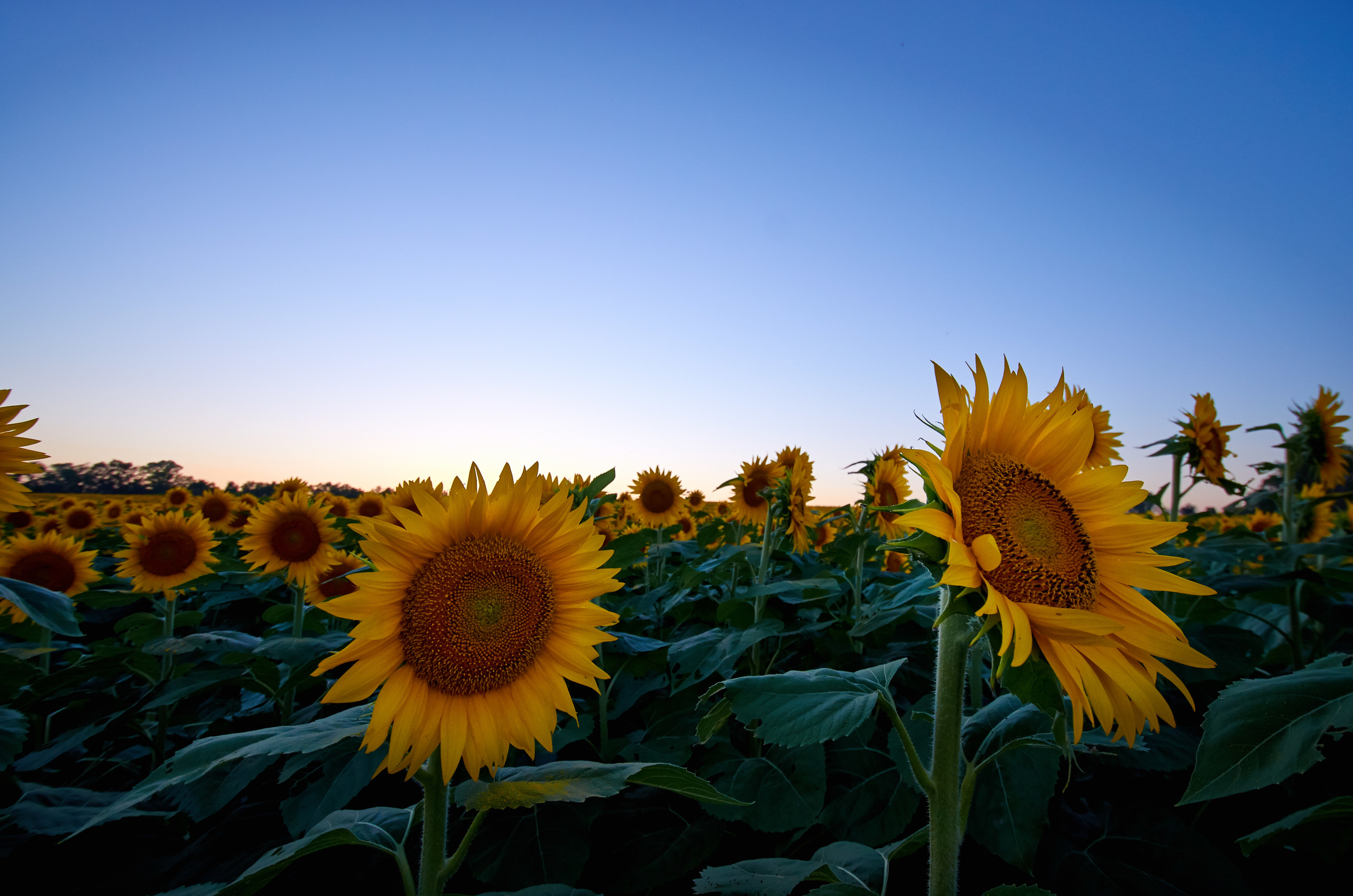 Sep 02 2014_Grinter Farms_3193070_0319.jpg