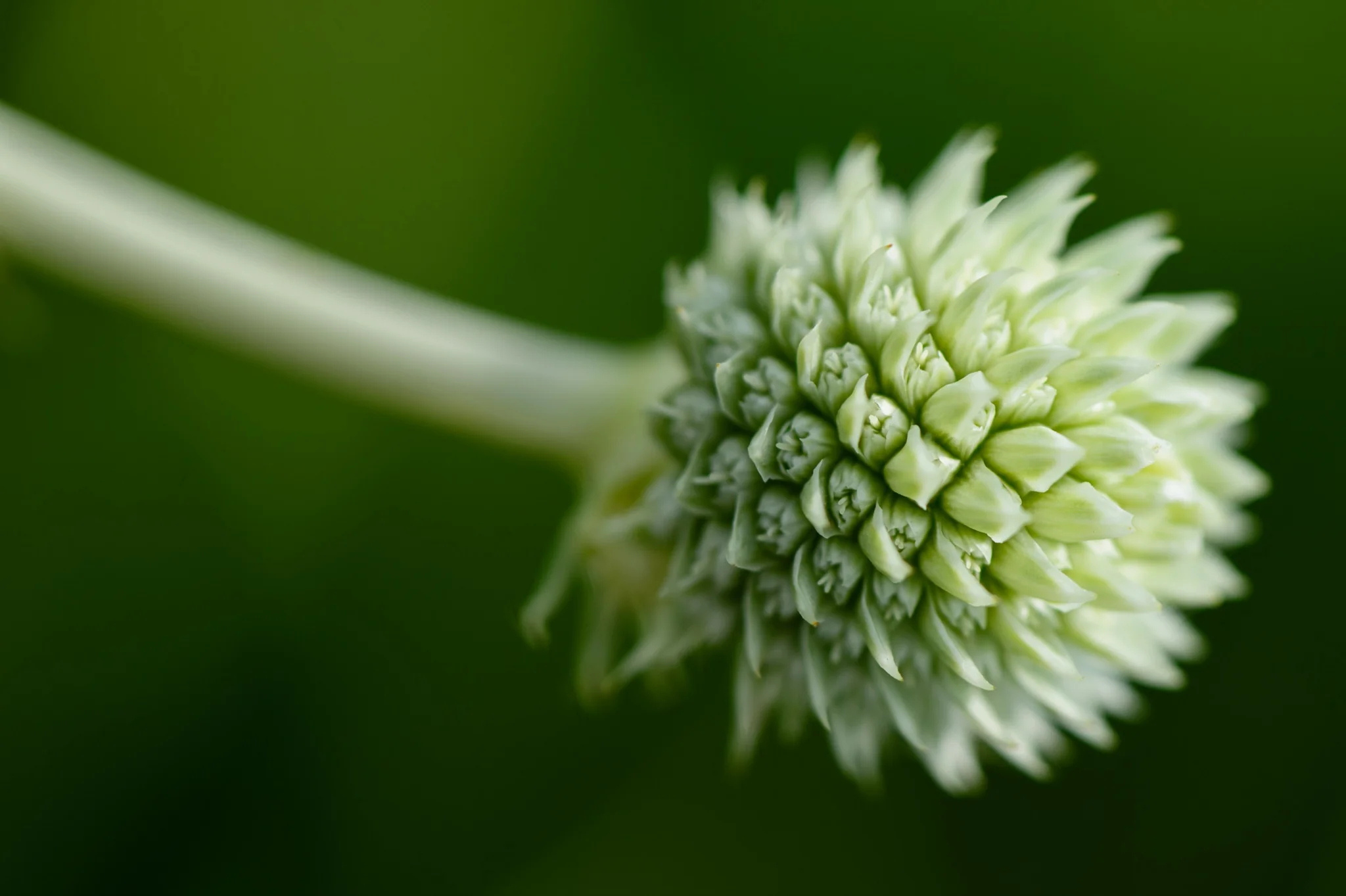 Button Snakeroot