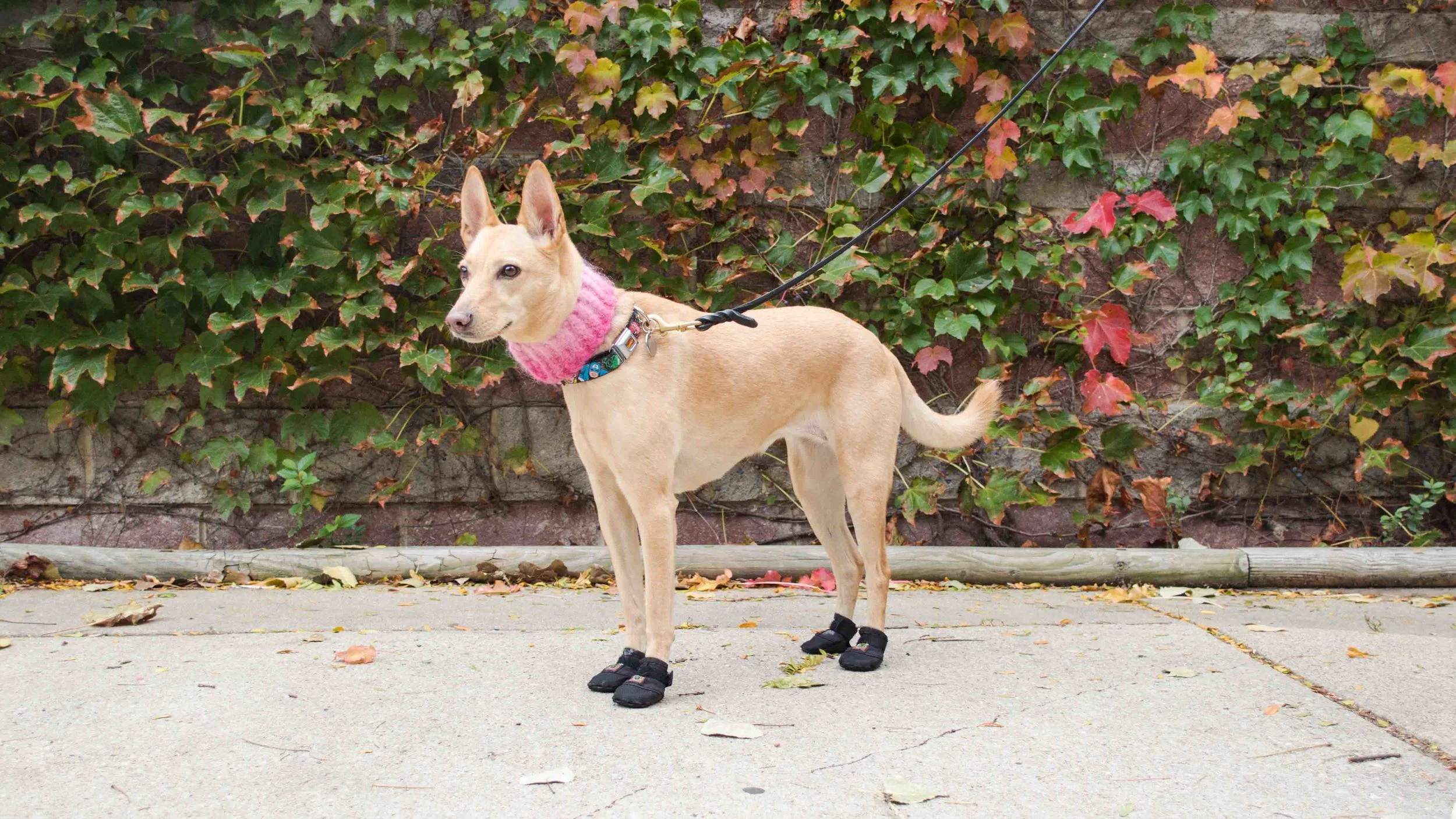 dog-boots-winter-arrfscarf.jpg