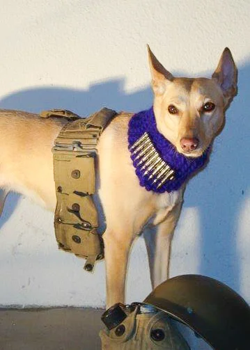 maru-war-dog_photo-op.jpg