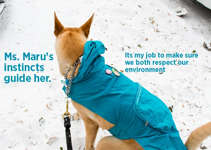 maru_poops_business.jpg