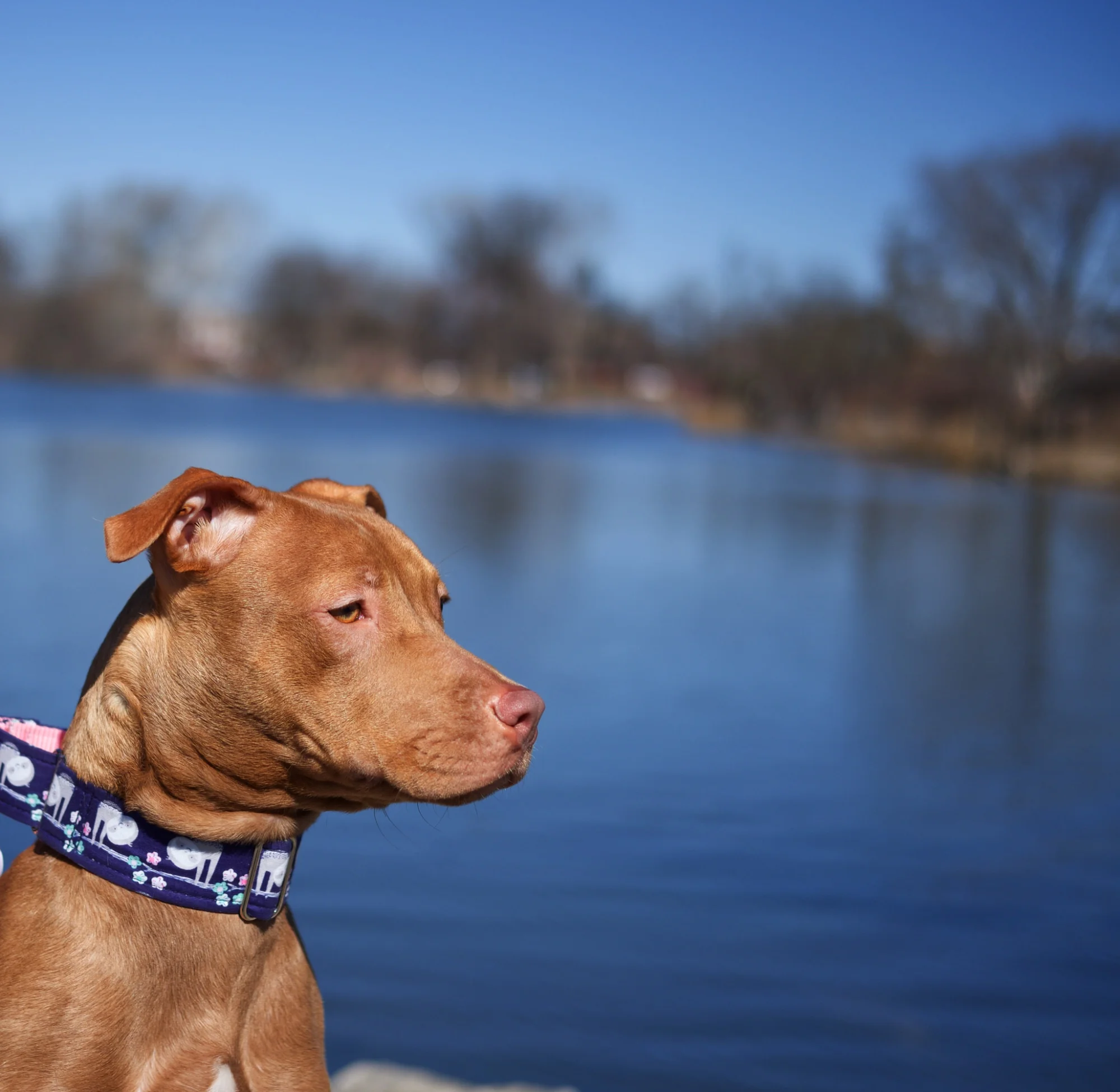 thunder leash retractable