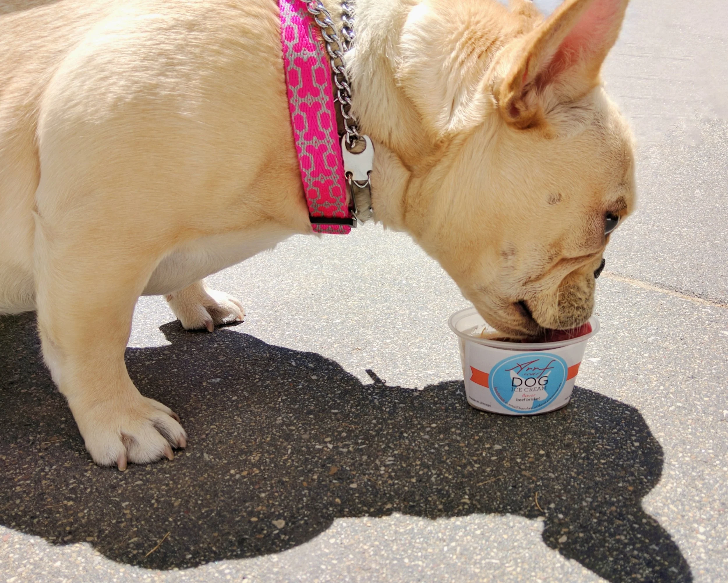 dog ice cream dog healthy treats dog frozen treats