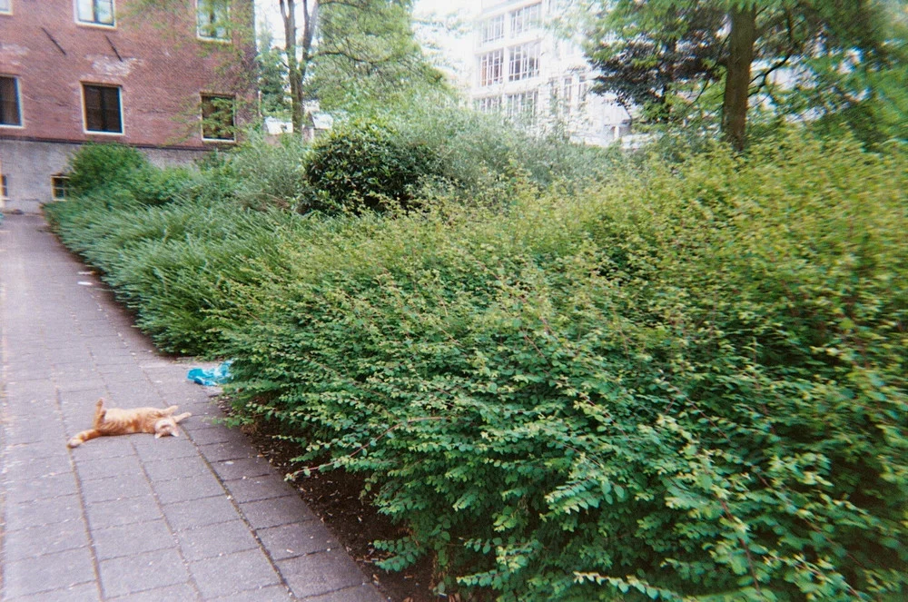 catnap.jpg