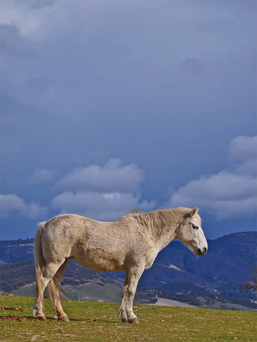 Dozing mustang, at Redwings Mustang Sanctuary, Lockwood, CA 