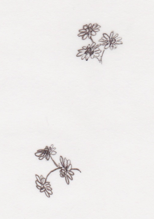 5: Chamomile flowers to add to the border (native to Russia)