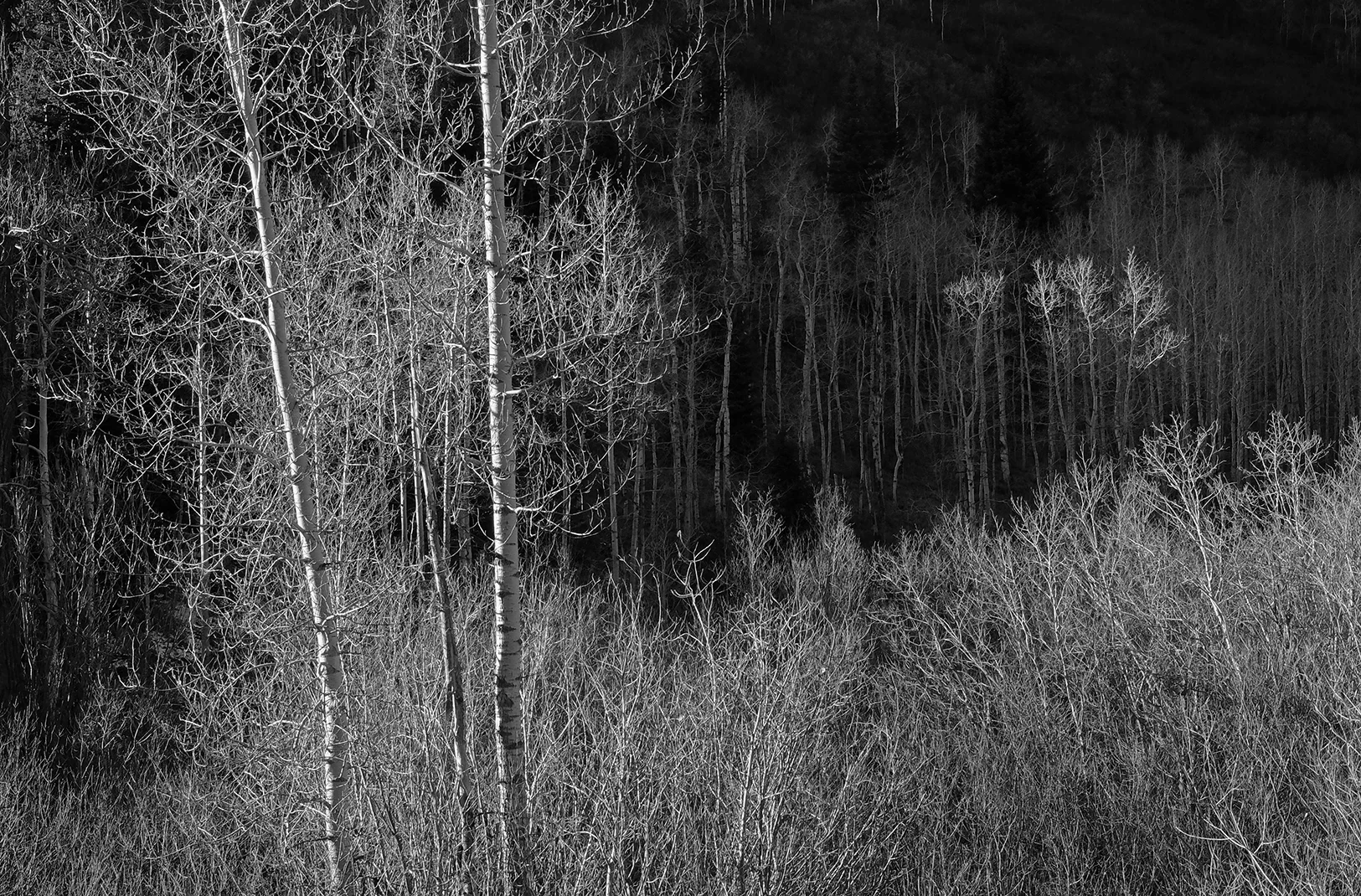 Light on Aspens, Colorado