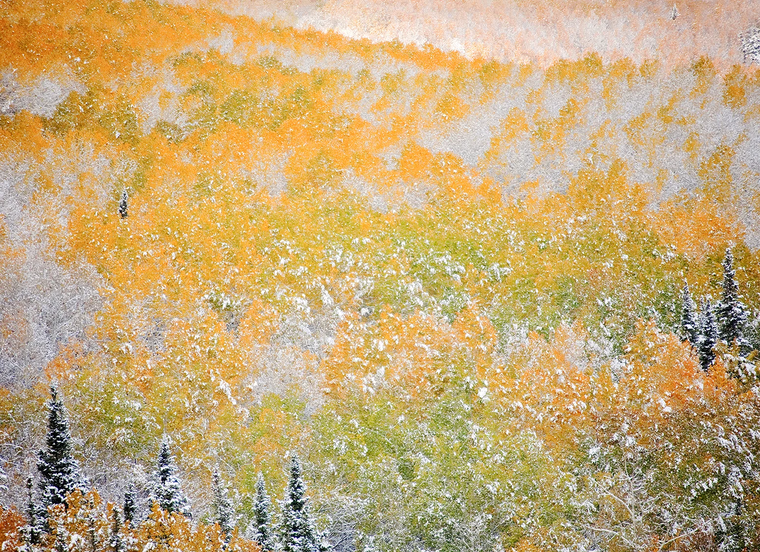 Aspens in snow