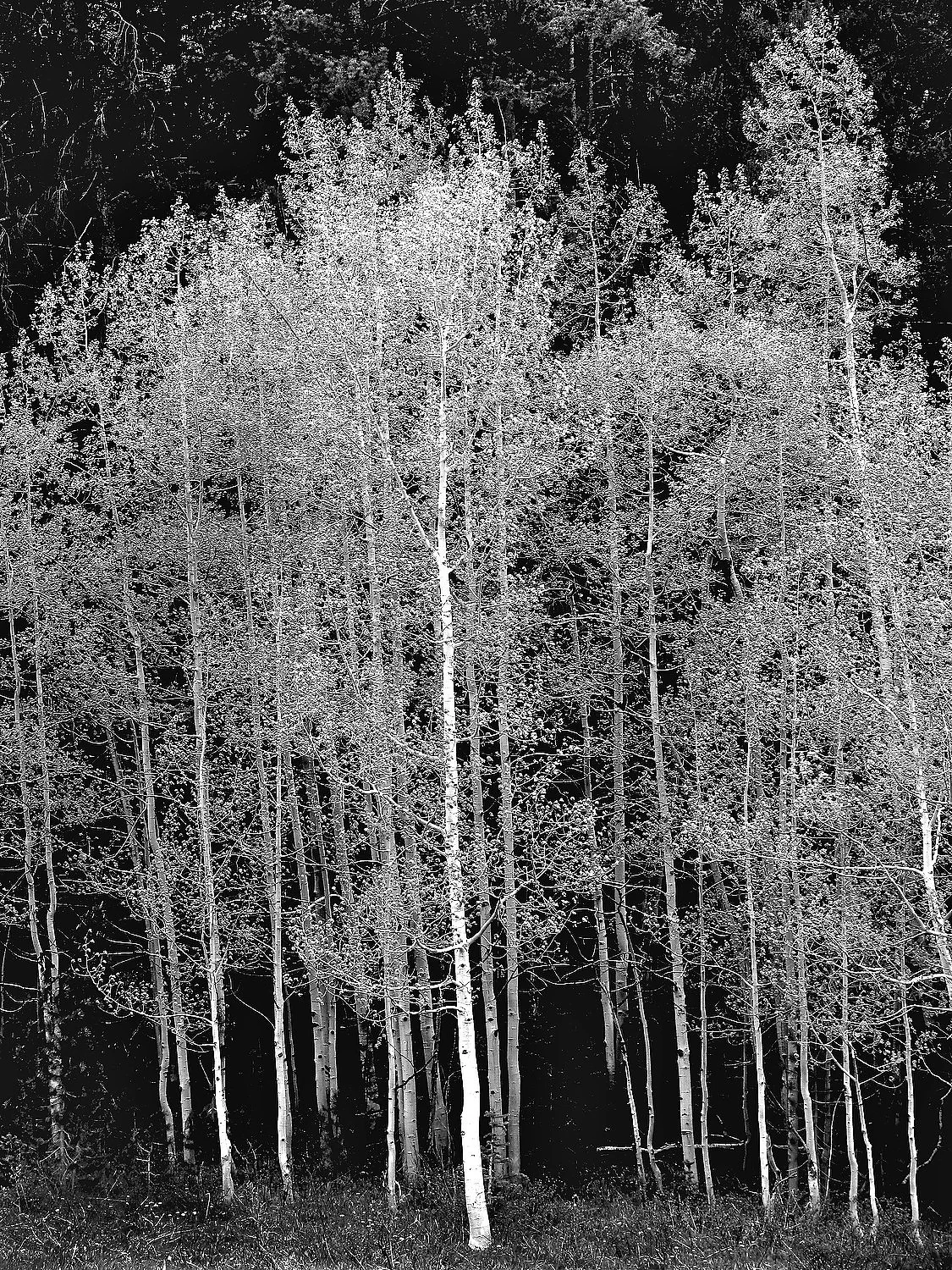 Aspens