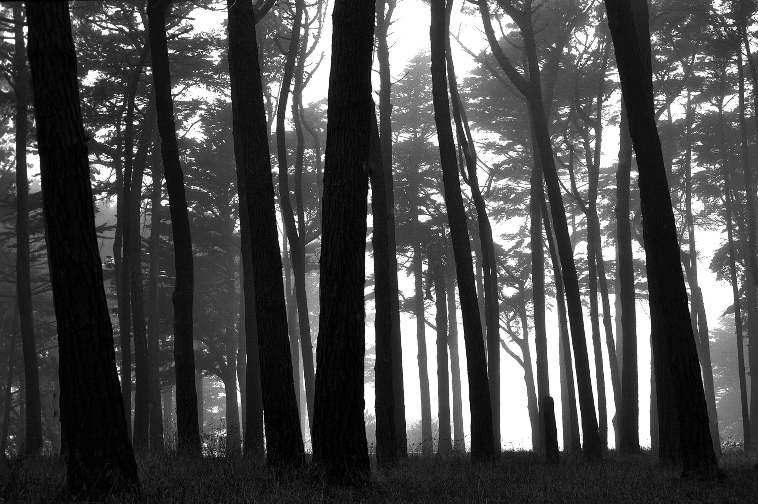 Presidio, SF
