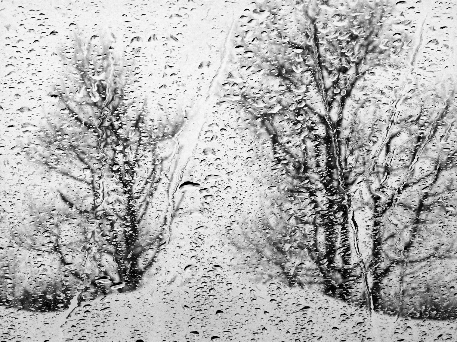 Trees thru Rainstorm