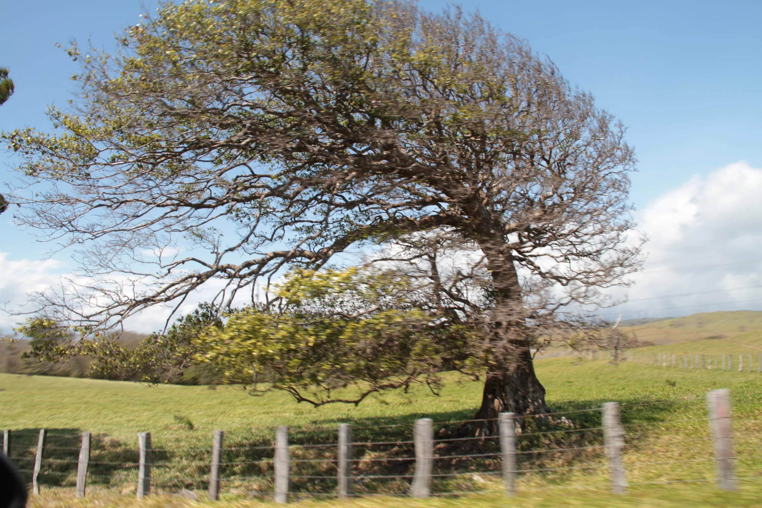  In the northern area of Costa Rica there exists wind farms, used for generating electricity. &nbsp;You can see just how windy the area is by noticing how this tree grew. 