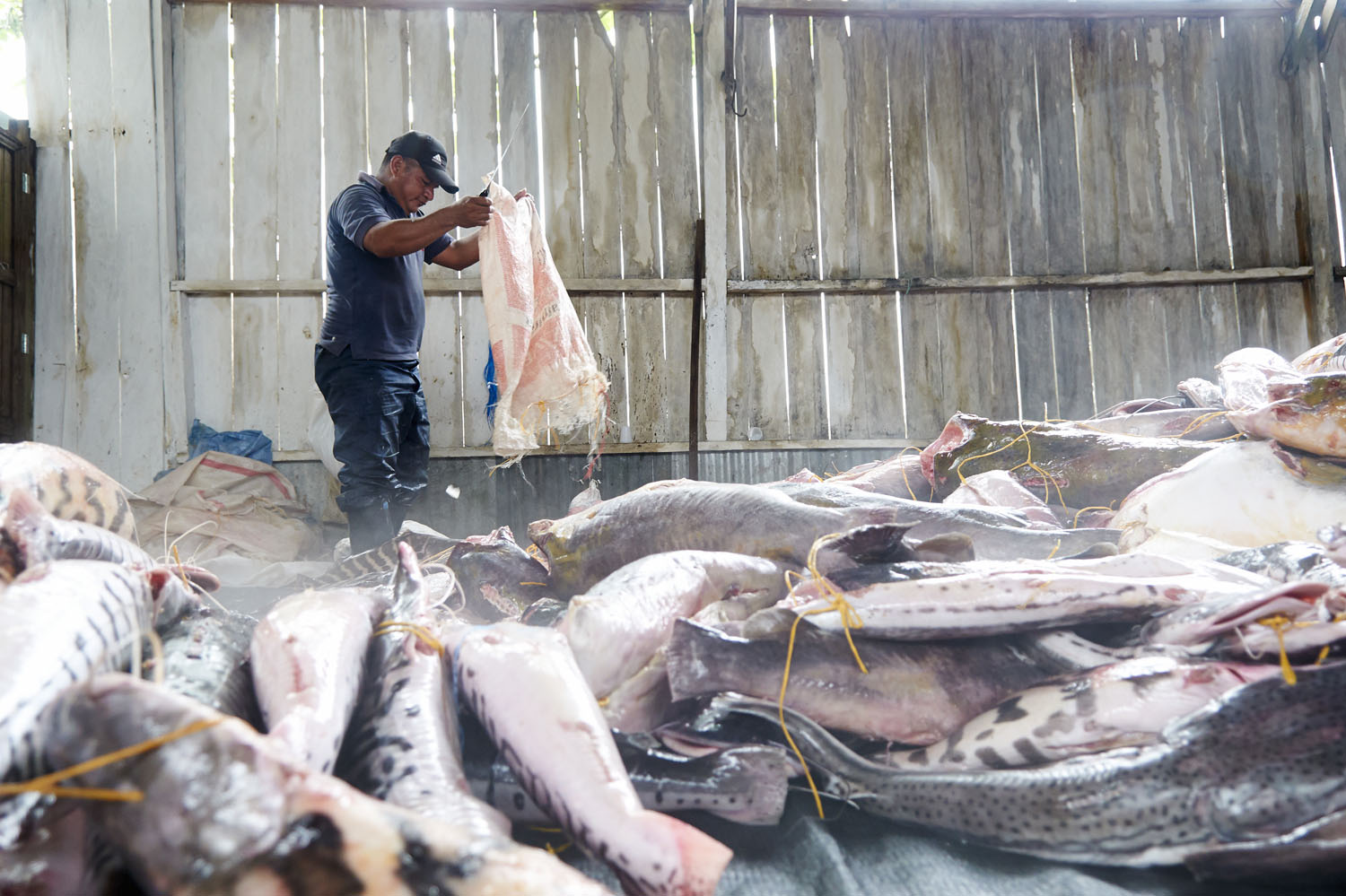 Fish_09.jpg