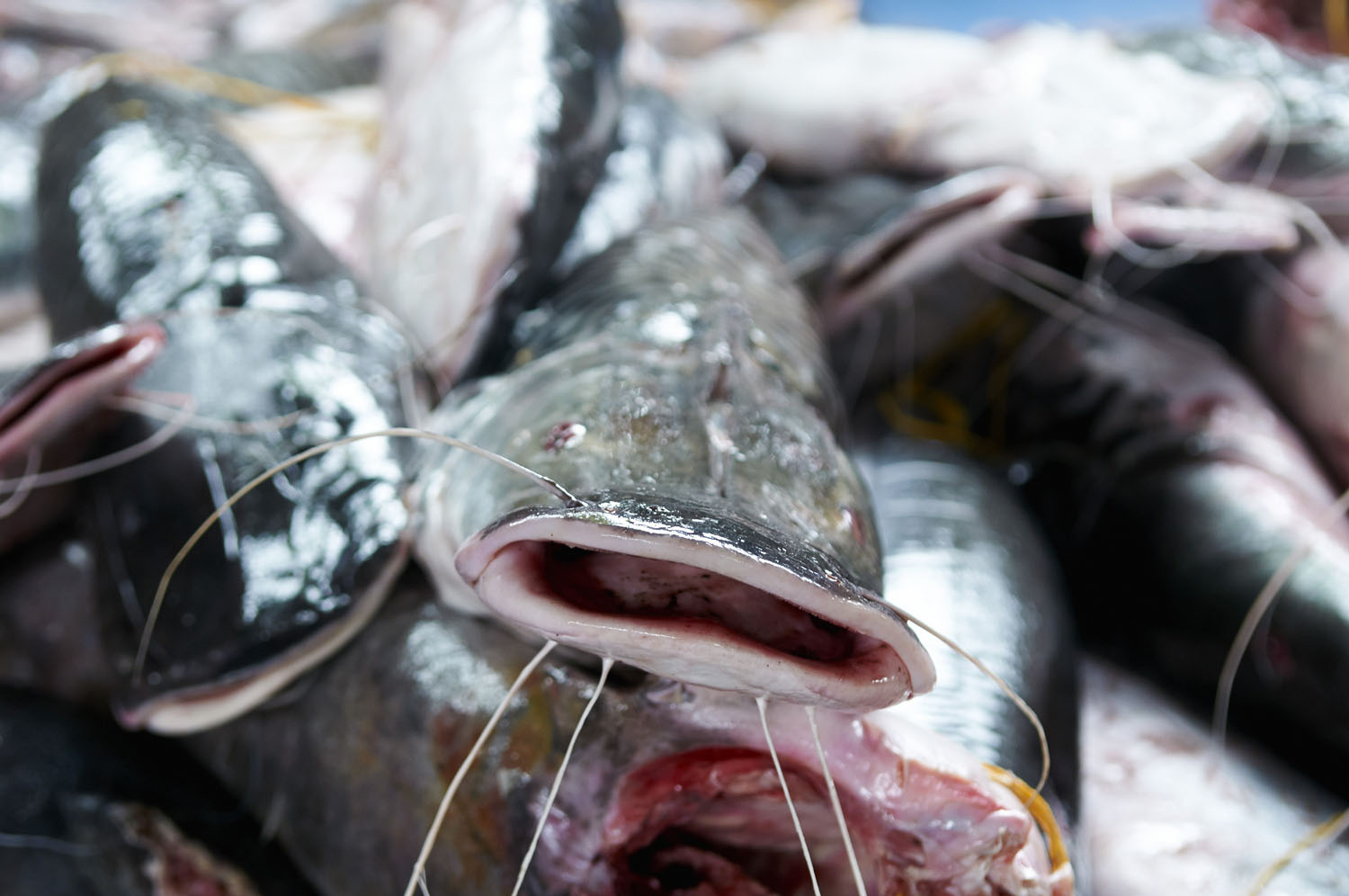 Fish_12.jpg
