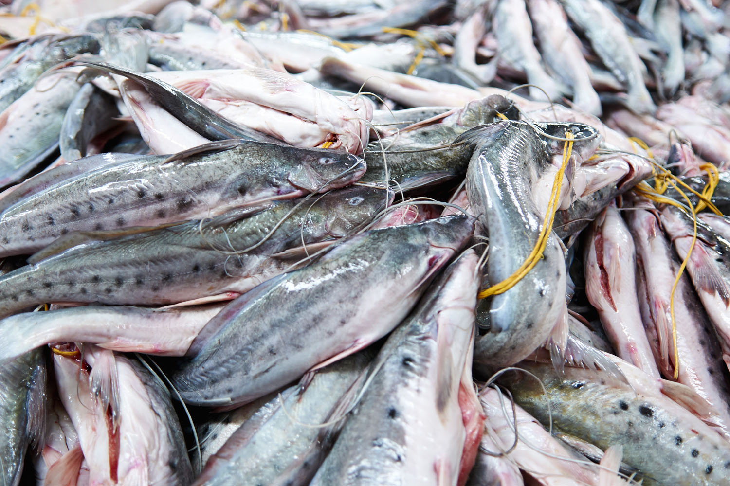 Fish_14.jpg