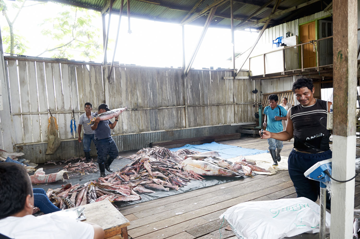 Fish_15.jpg
