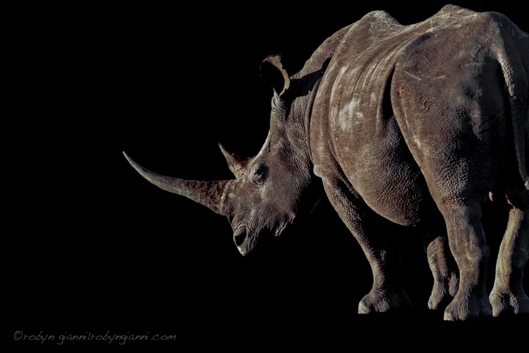 White rhinoceros or square-lipped rhinoceros (Ceratotherium simum)