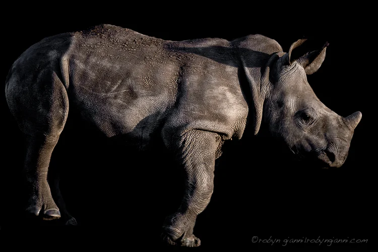 White rhinoceros or square-lipped rhinoceros (Ceratotherium simum), South Africa