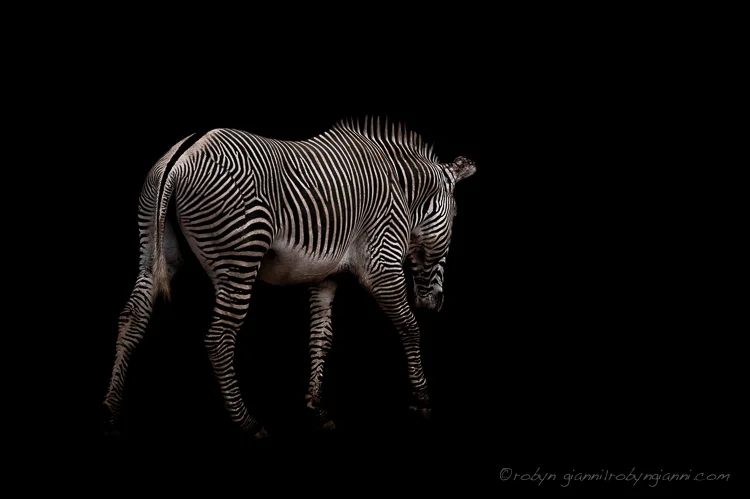 Grevy's Zebra (Equus grevyi), Samburu, East Africa