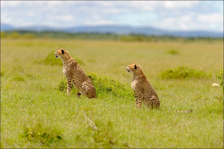 Two Cheetahs, Maasai Mara, Kenya