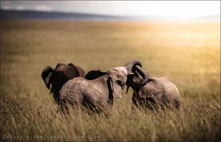 "I never knew of a morning in Africa when I woke up that I was not happy" - Ernest Hemingway