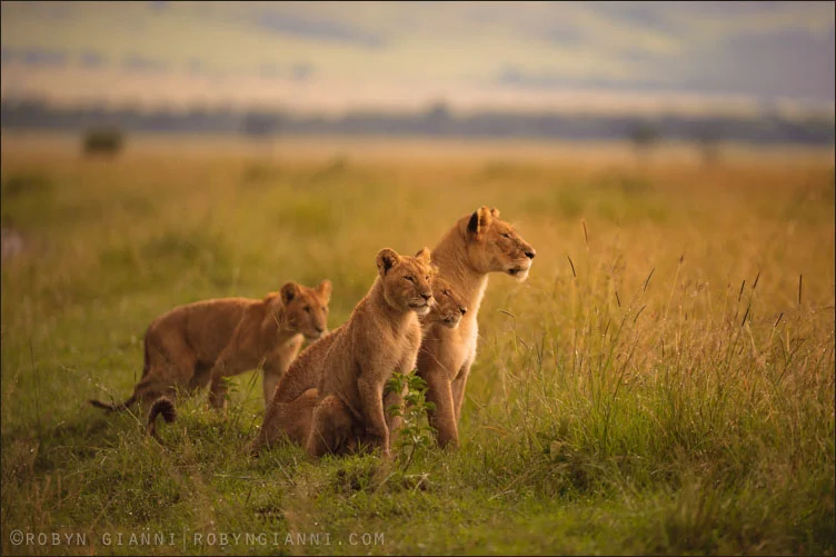 Oloololo Pride, Maasai Mara, Kenya