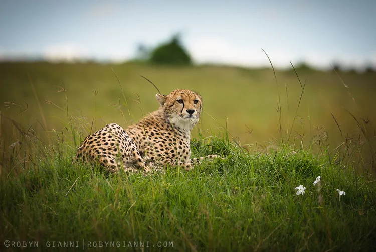 Malaika's Cub, Maasai Mara, Kenya