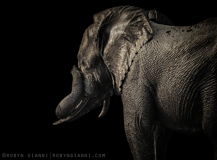 fortheloveofelephants.jpg