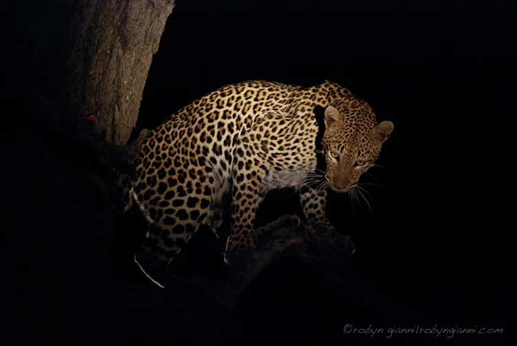 Leopard, South Africa