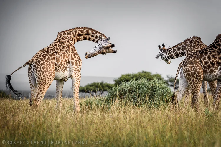 Maasai Giraffe, East Africa