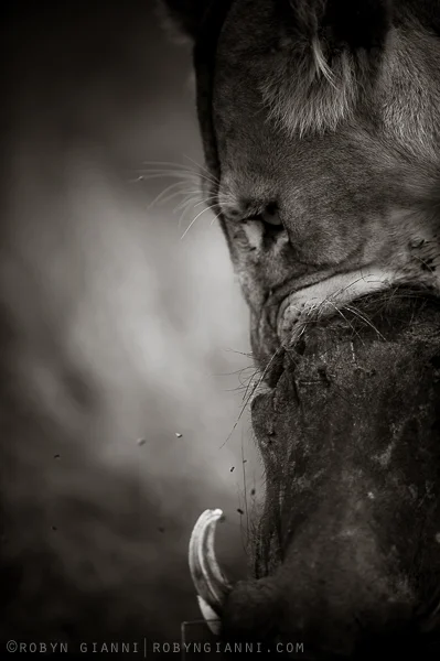 Oloololo Pride, Maasai Mara, Kenya