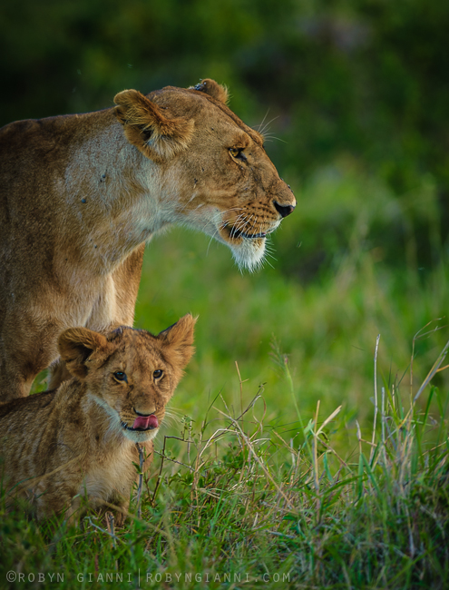 Mpole, Hatari, and cubs. Maasai Mara, Kenya