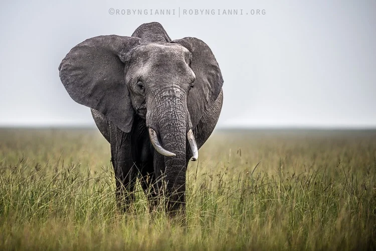 elephant.jpg