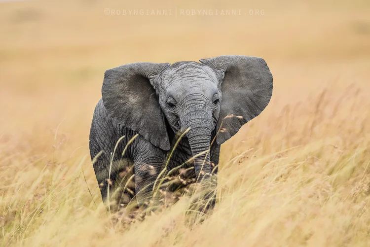 elephantcalf.jpg