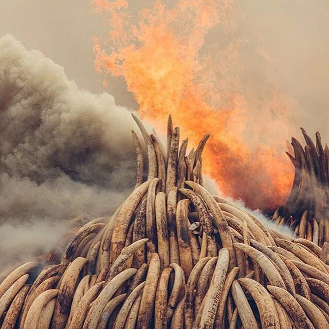 Stand With Kenya. Burn the Ivory. 