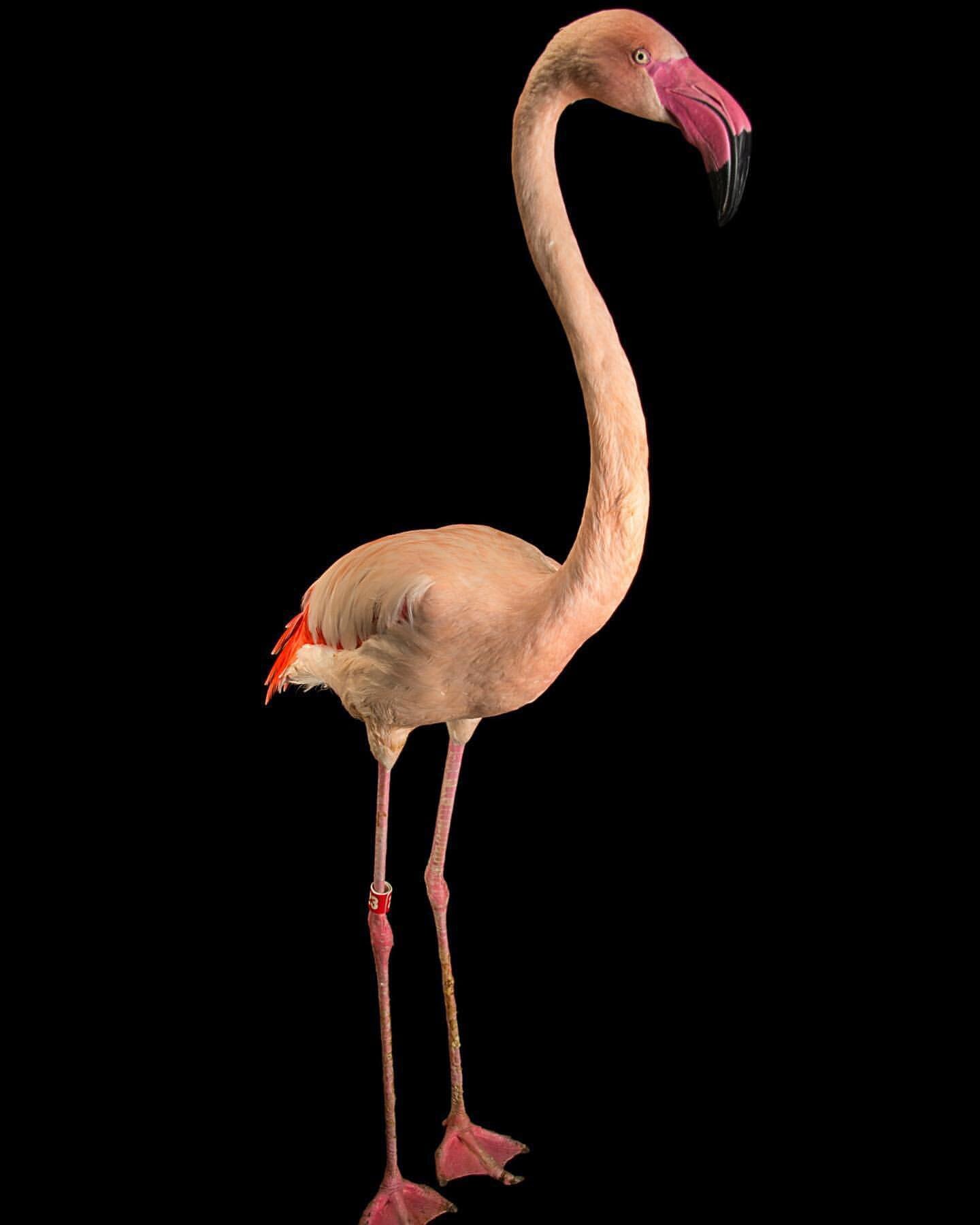 🦩🤍 #regram &bull; @joelsartore Meet Pauly, a greater flamingo @lazoo. You can help to protect these famous pink birds by keeping your distance and refraining from driving vehicles in areas where breeding colonies have been established. Keeping the 